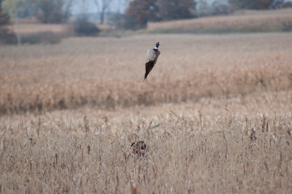 Photo: Wisconsin Pheasant Hunting - Bird Hunting
