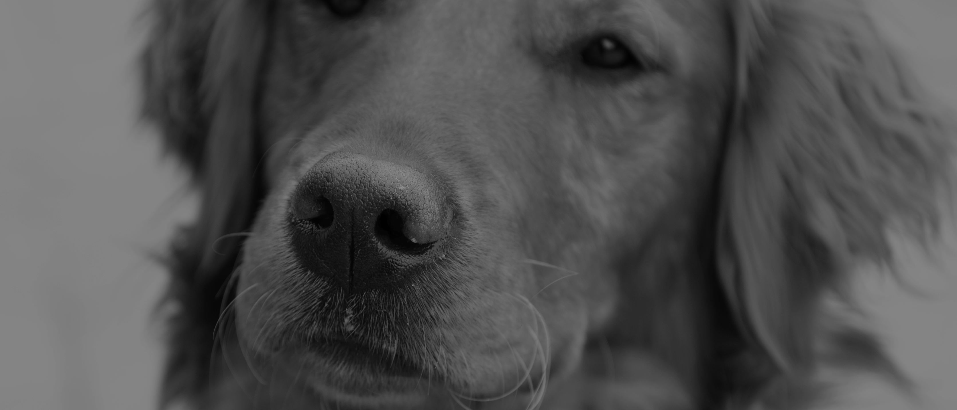 Photo: Dog Ready for Pheasant Hunting Wisconsin at the Hunt Club