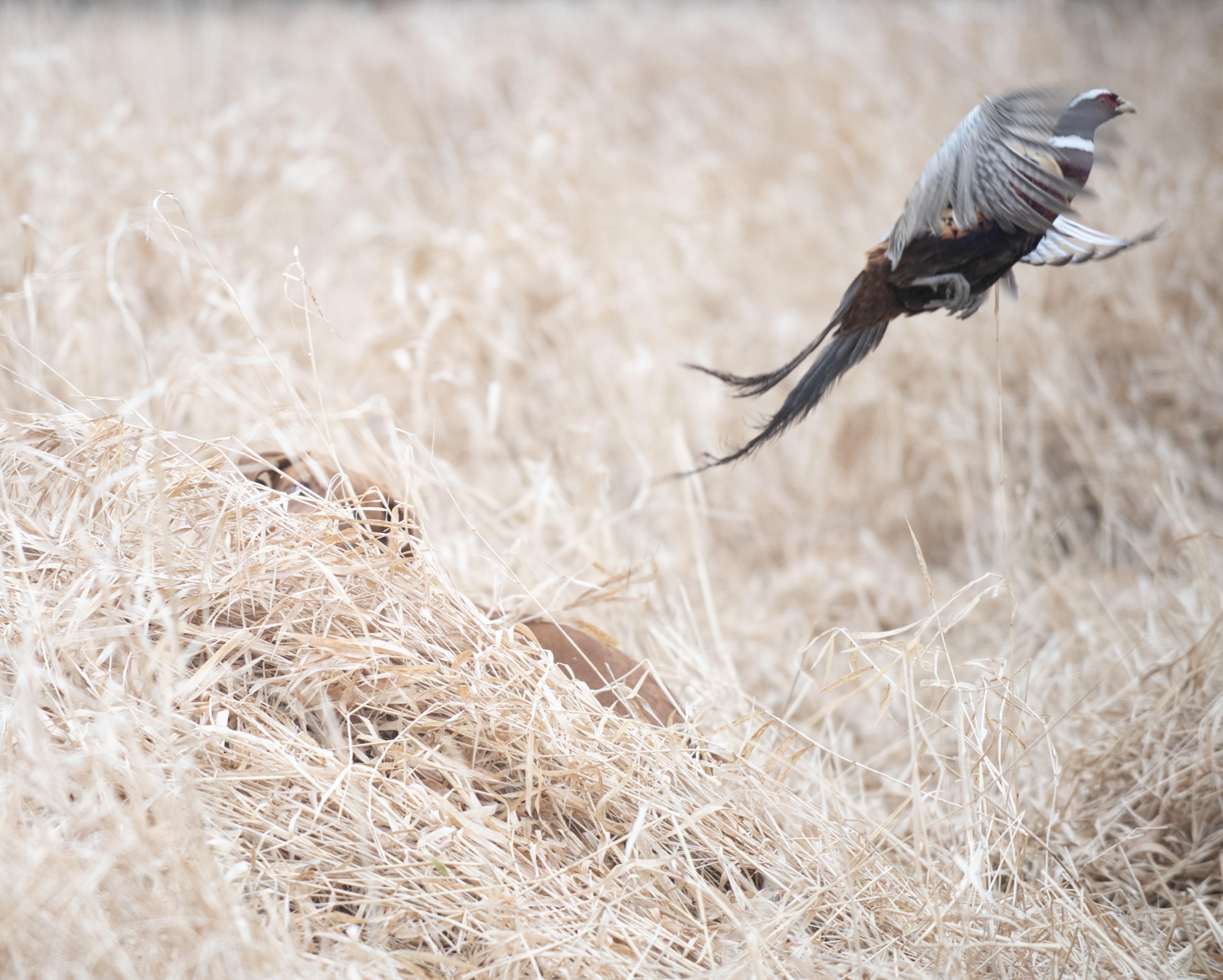 Photo: Dog Hunting, Pheasant Flying at the Hunt Club in Wisconsin